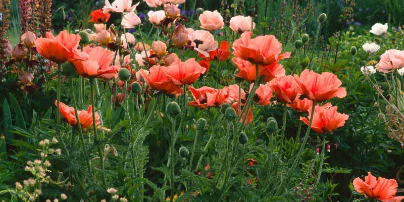 Fleurs de pavot d'orient, Papaver orientale