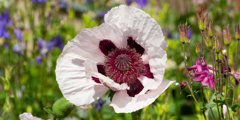 fleur blanche pavot orient, Papaver orientale