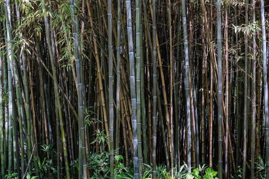 Phyllostachys nigra