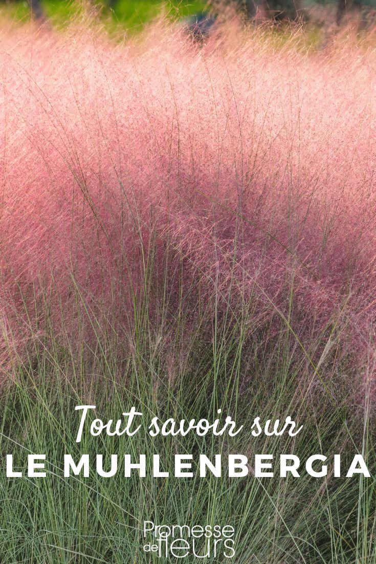 Muhlenbergia