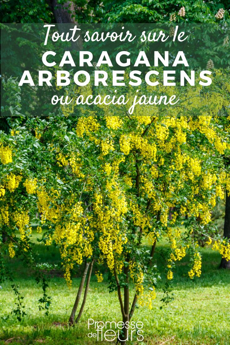 Caragana arborescens: plantation, culture, entretien