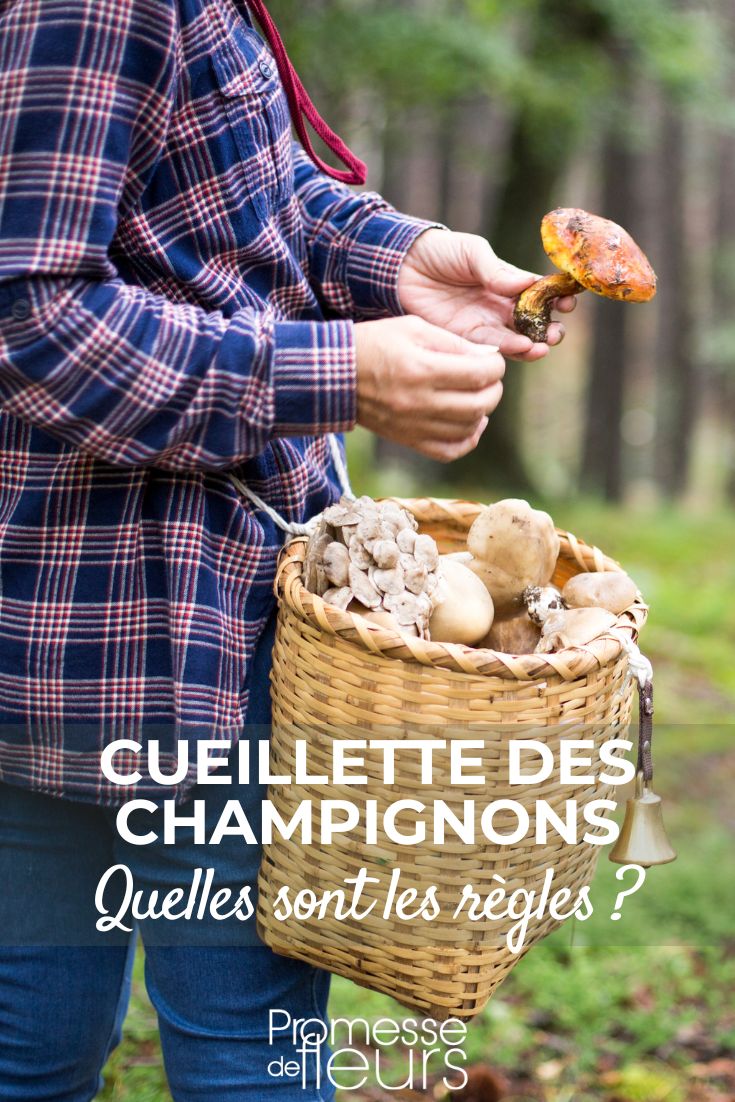 reglementation sur la cueillette des champignons