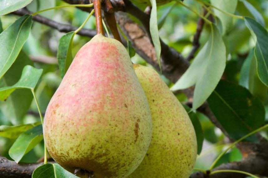 poire figue d'alençon