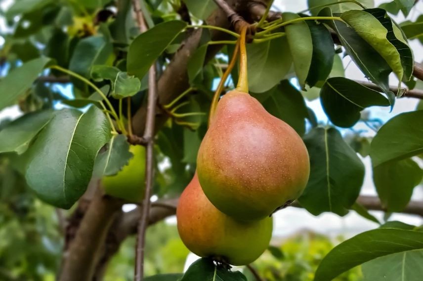 poire rouge et verte