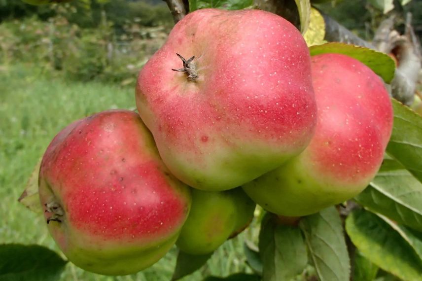 pommes rouges et vertes