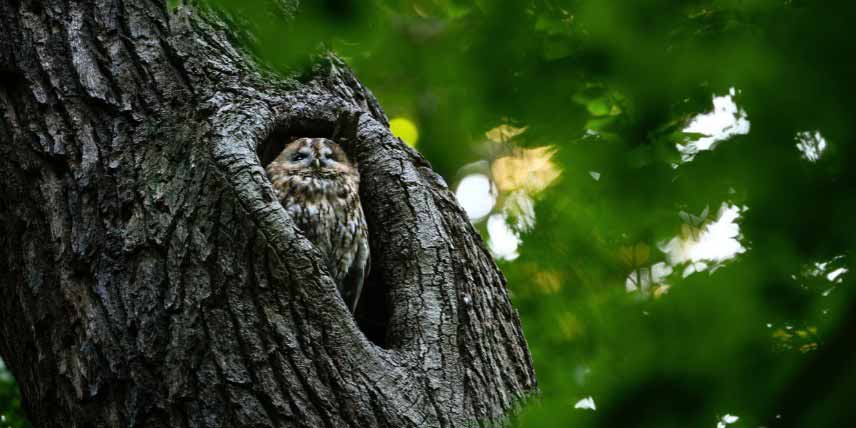 L'importance des vieux arbres pour la biodiversite