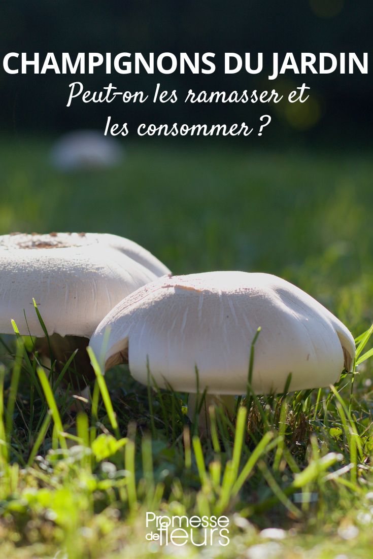 peut on rammasser et cueillir les champignons du jardin ?