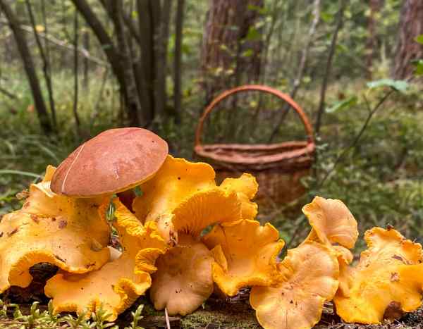 Cueillette des champignons : quelles sont les règles ?