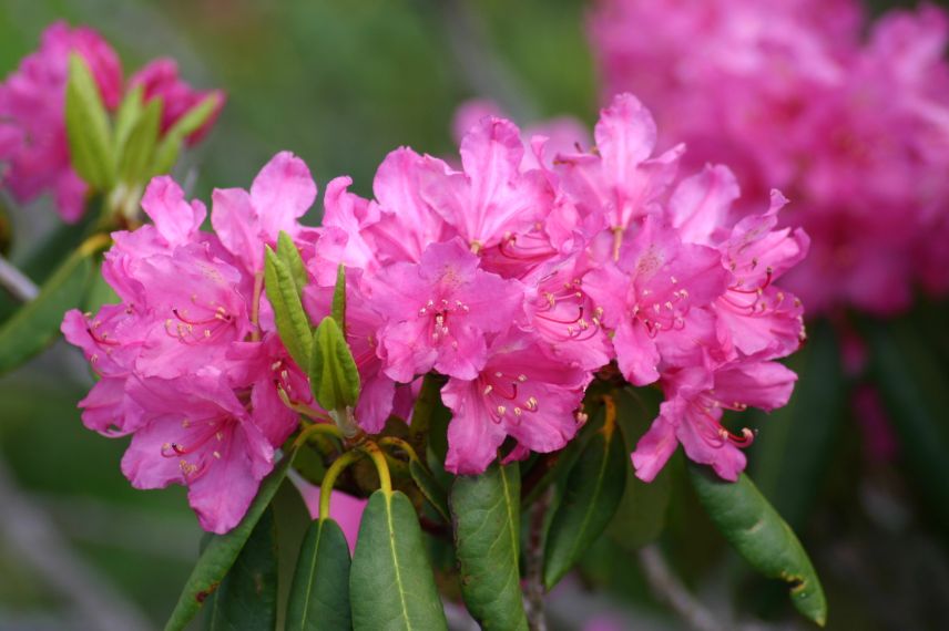 fleurs roses de rhododendron