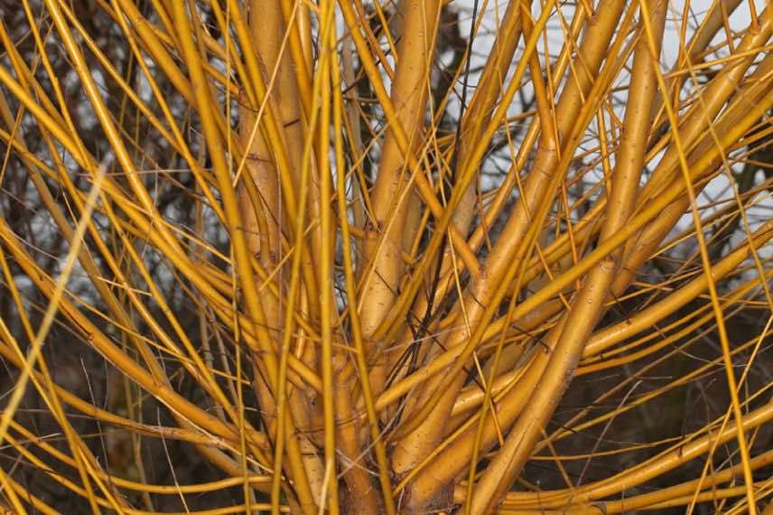 Salix alba Golden Ness