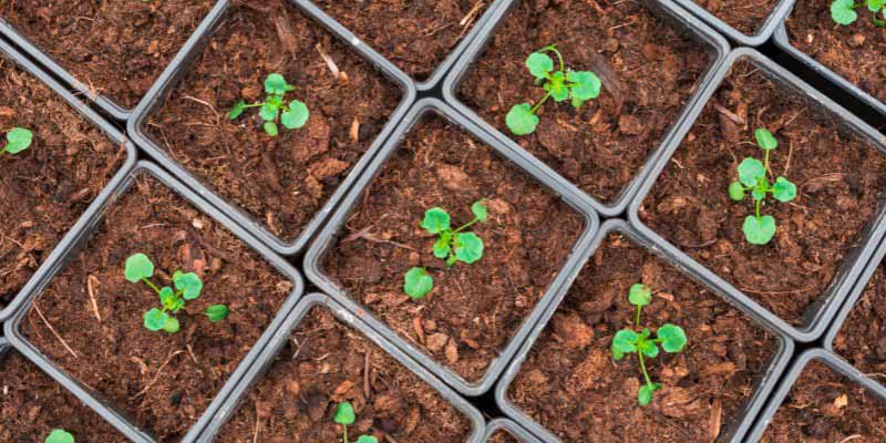 Jeunes plants de pensées issus d'un semis