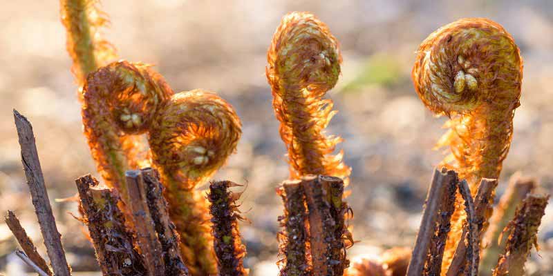 Nouvelles frondes de fougeres