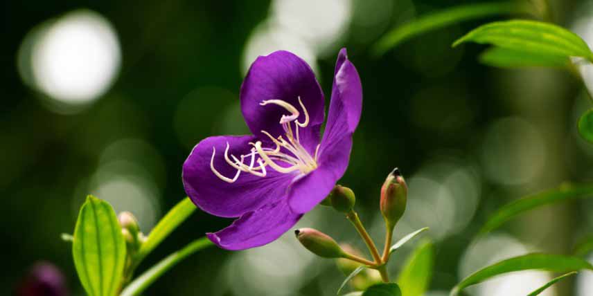 La floraison du Tibouchina