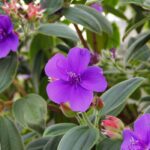 Tibouchina : bien le protéger du froid et réussir son hivernage