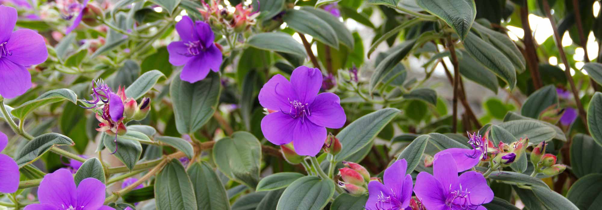 Tibouchina : bien le protéger du froid et réussir son hivernage