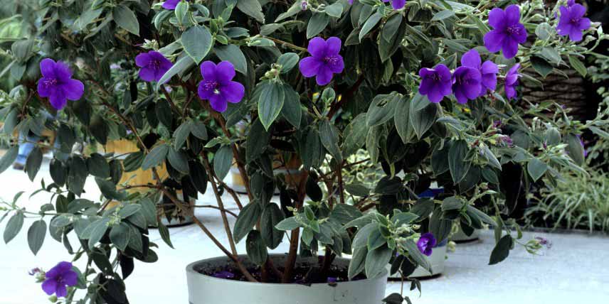 Hivernage Tibouchina cultivé en pot