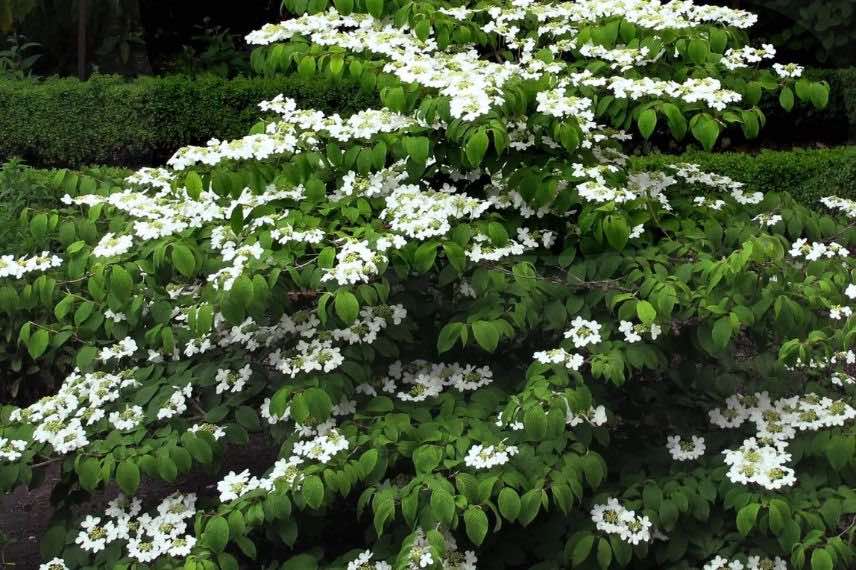 Viorne à fleurs blanches