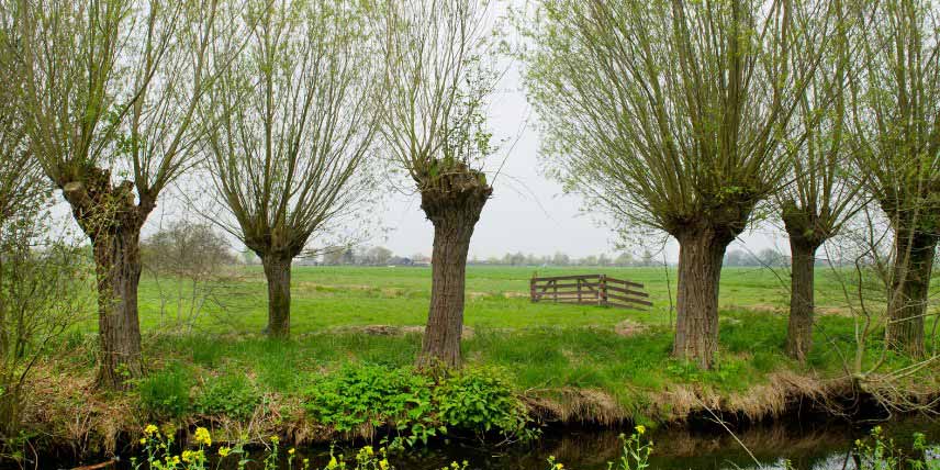 Vieil arbre taille en trogne ou tetard