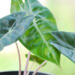 Maladies et parasites de l'Alocasia et du Colocasia