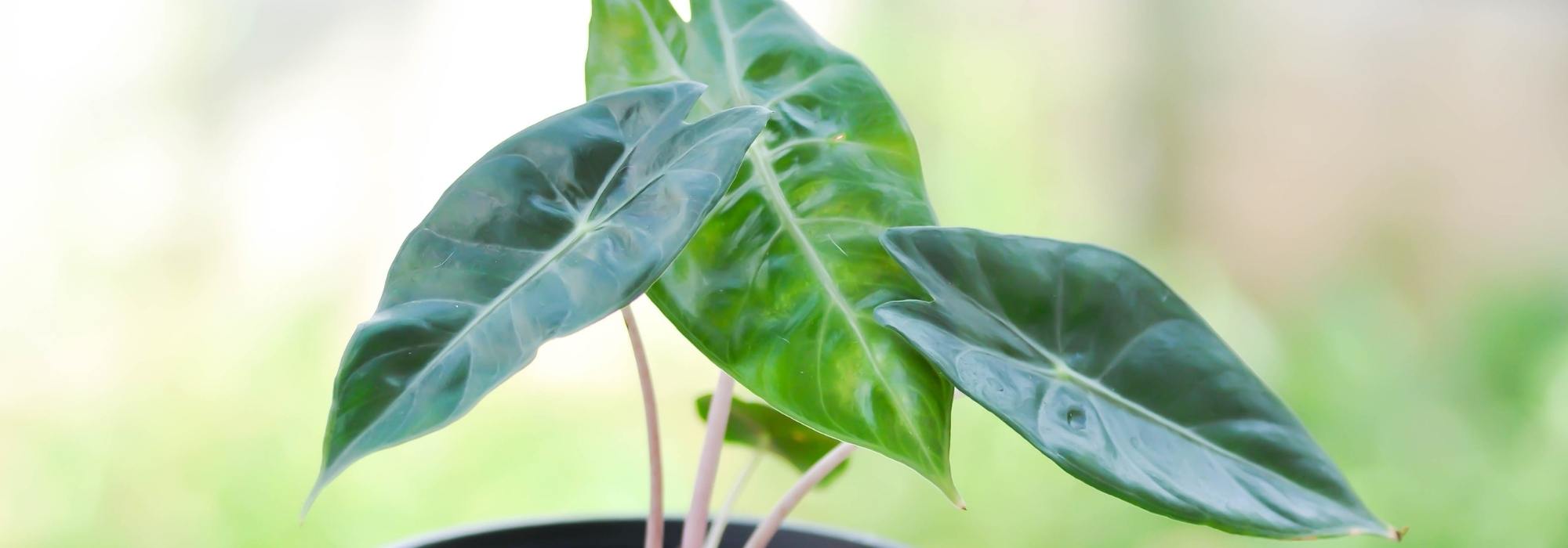 Maladies et parasites de l'Alocasia et du Colocasia