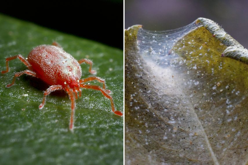 beaucarnea ariagnées rouges