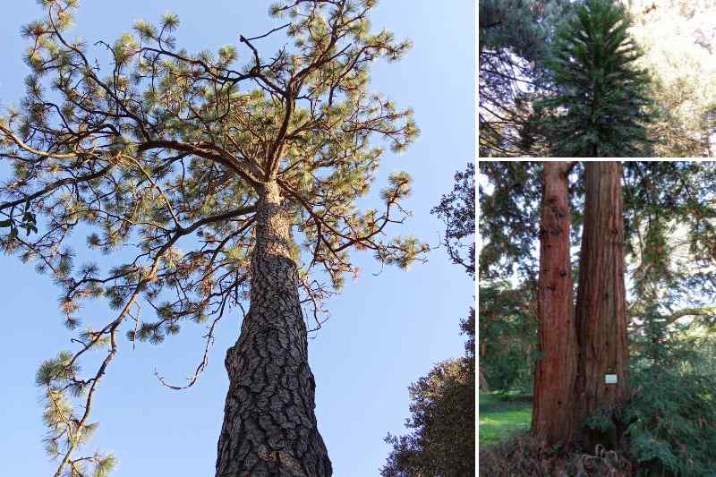 arbres arboretum gaston allard