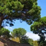 Les meilleurs arbres pour sols sableux