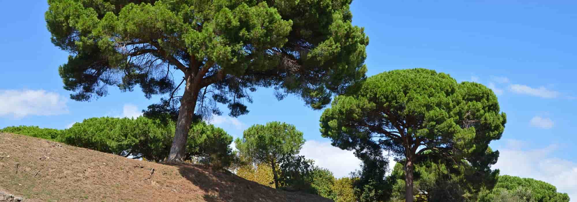 Les meilleurs arbres pour sols sableux