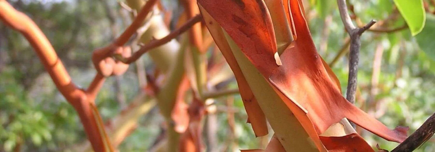 Les meilleurs arbustes à bois décoratif pour égayer l’hiver