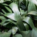 Comment cultiver l'aspidistra, en intérieur et au jardin ?