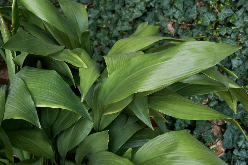 aspidistra culture jardin