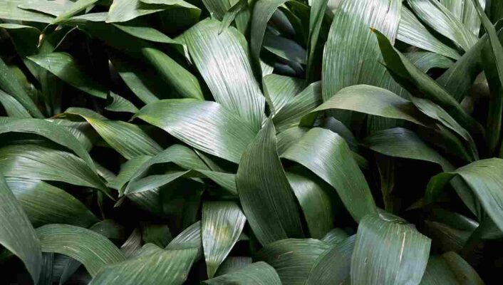 Comment cultiver l'aspidistra, en intérieur et au jardin ?