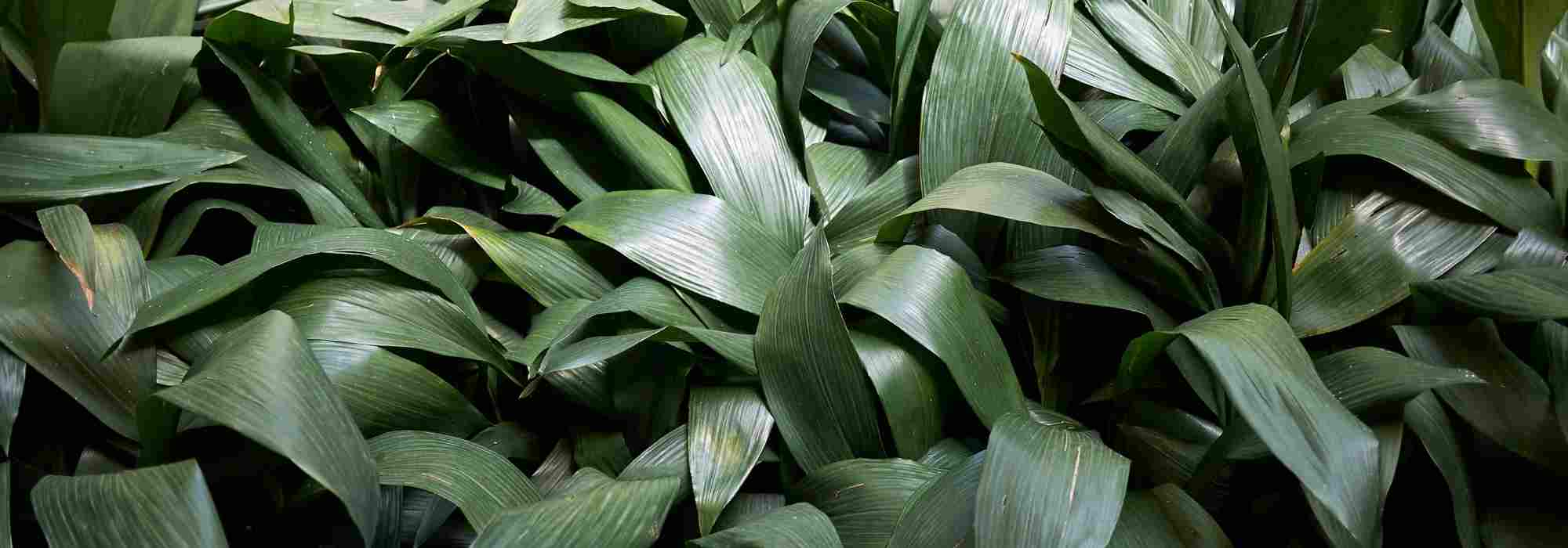 Comment cultiver l'aspidistra, en intérieur et au jardin ?