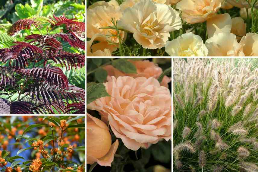 marier associer couleurs pastel dans jardin nude