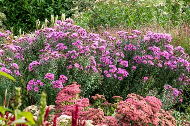 en automne, les asters sont en fleurs