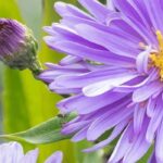 Adoptez les asters géants, pour une longue floraison colorée en automne