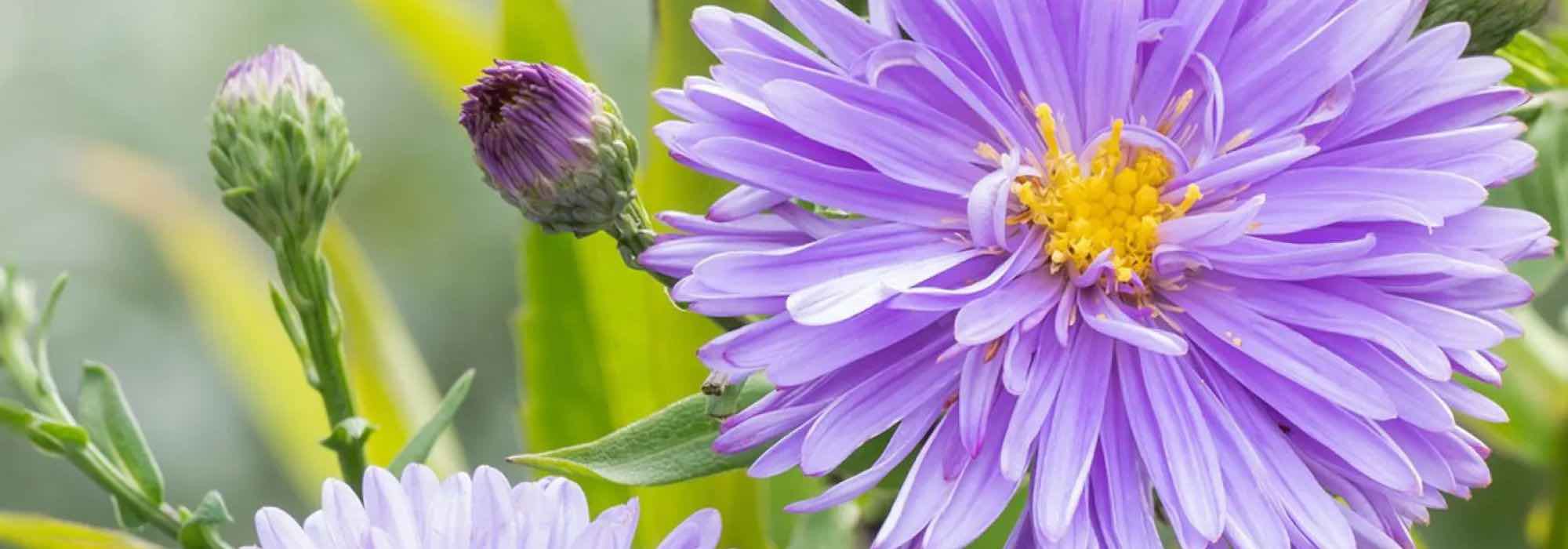 Adoptez les asters géants, pour une longue floraison colorée en automne