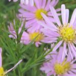 Les meilleurs asters roses pour animer le jardin en automne