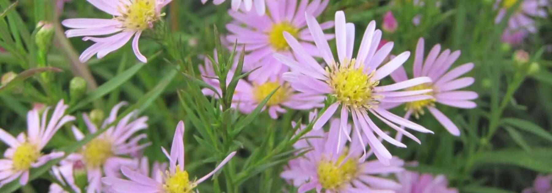 Les meilleurs asters roses pour animer le jardin en automne