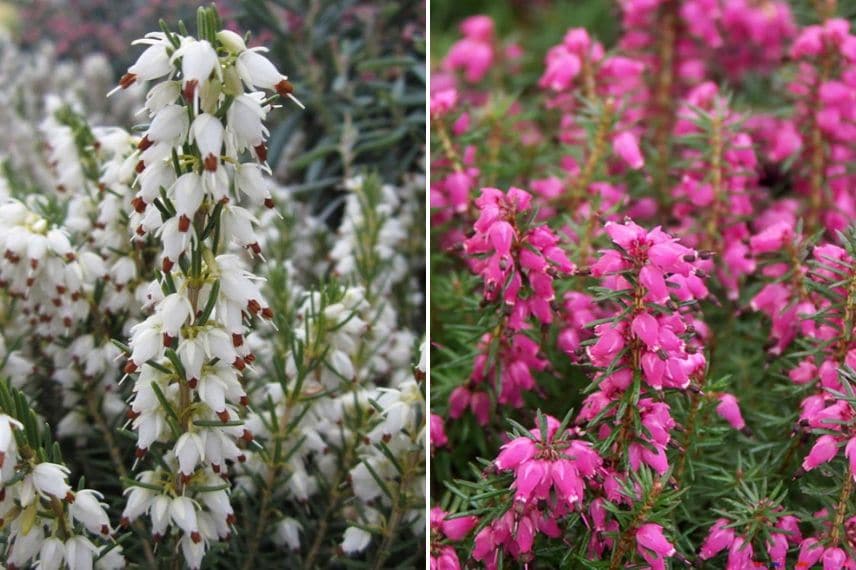 Erica x darleyensis 'White Perfection' et Erica carnea 'Eva'