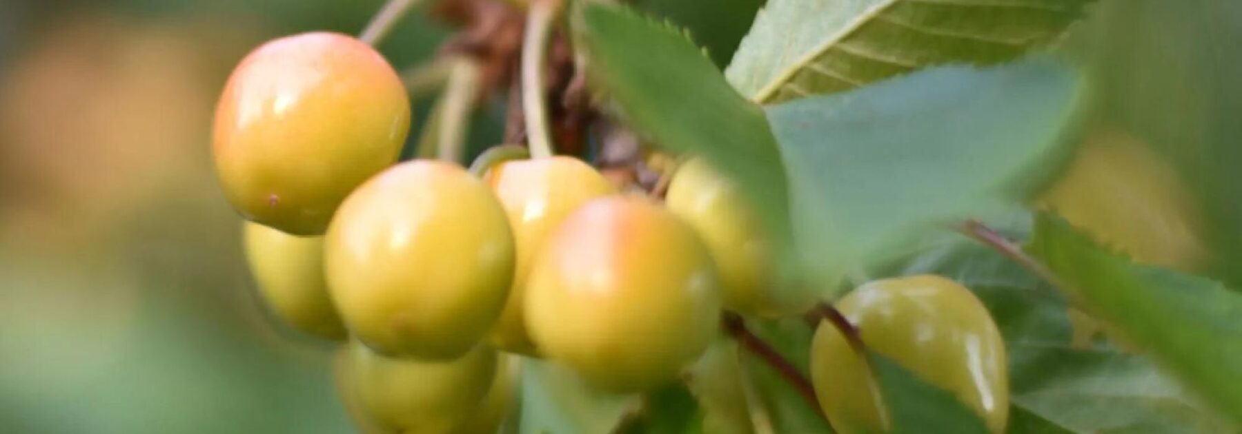 Les variétés anciennes et locales de cerisier : des fruitiers à planter et préserver