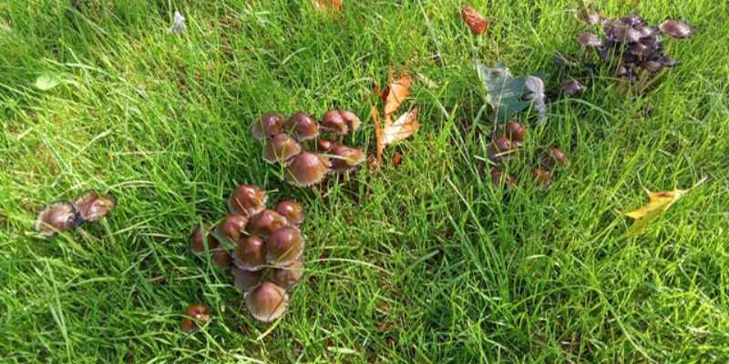 champignons dans pelouse gazon les raisons et solutions