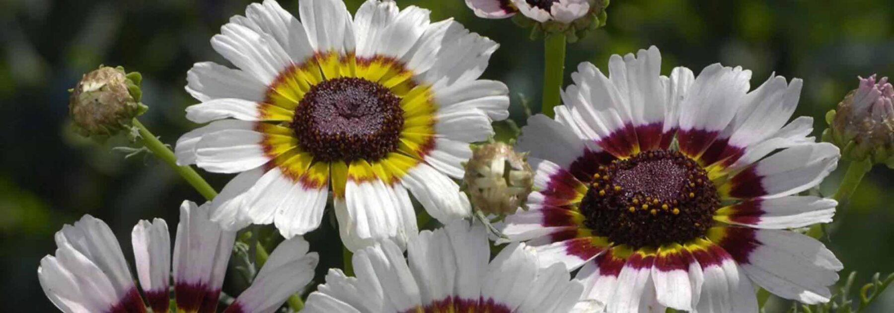 Chrysanthème des fleuristes, chrysanthème des jardins : quelle différence ?