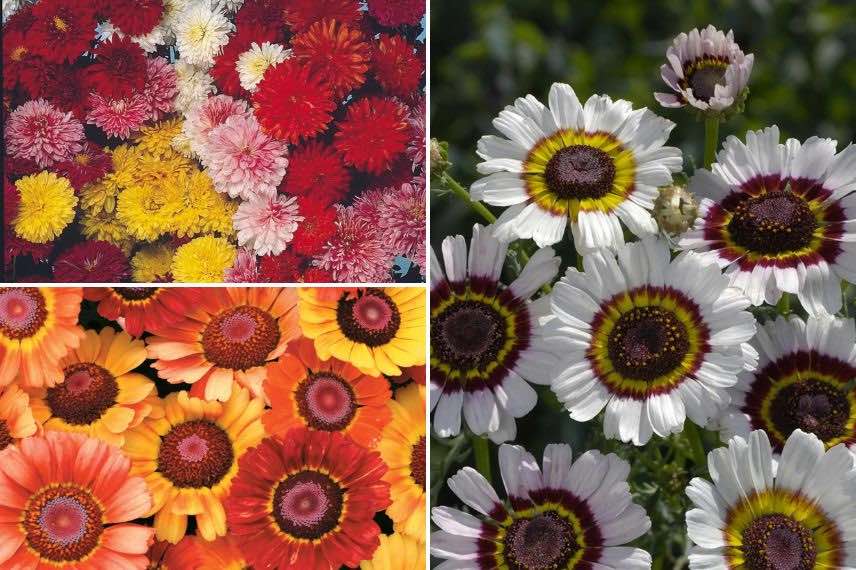 differents chrysanthemes fleuristes