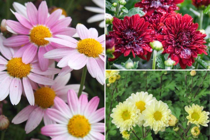 differents chrysanthemes des jardins