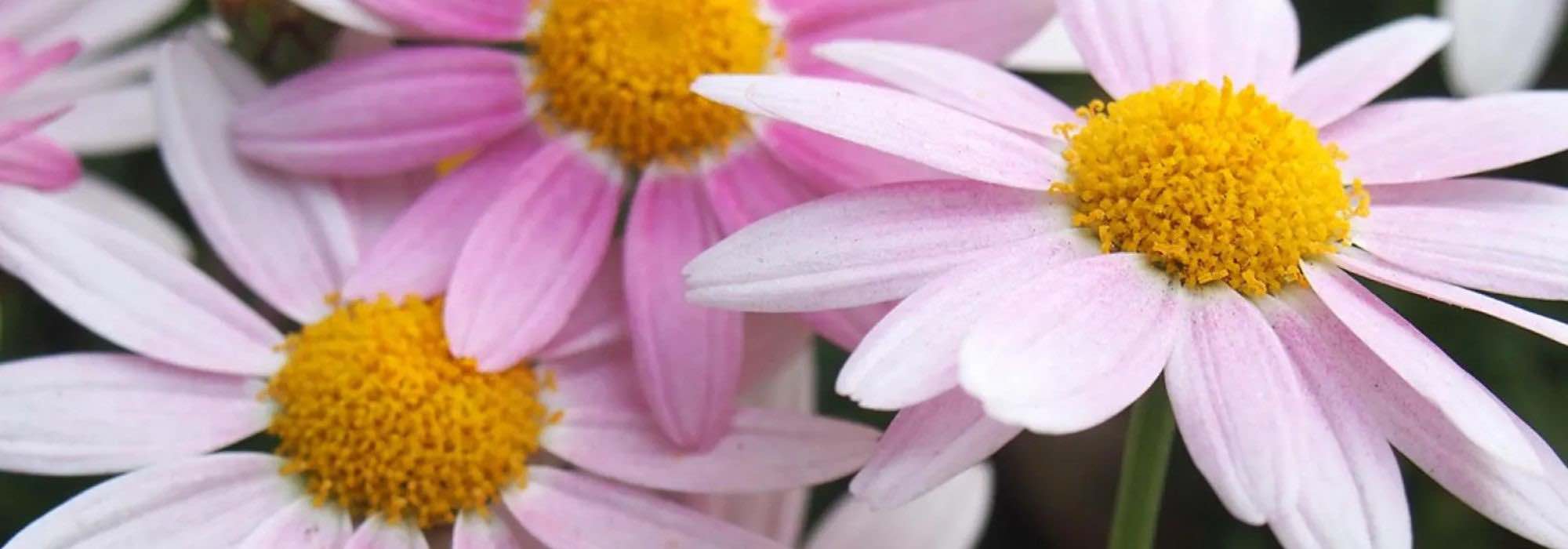 Jardin d'automne : tout savoir pour réussir la culture des chrysanthèmes rustiques