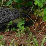 Comment favoriser la libre circulation de la faune sauvage dans son jardin ?