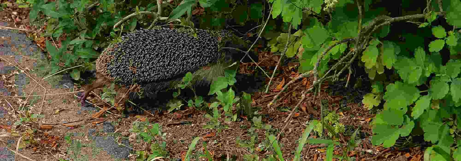 Comment favoriser la libre circulation de la faune sauvage dans son jardin ?