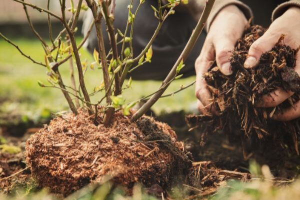 Comment planter un myrtillier ?