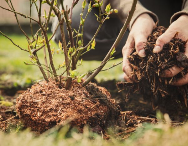 Comment planter un myrtillier ?